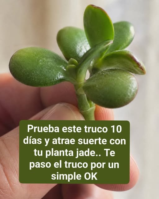 Prueba este truco 10 días y atrae suerte con tu planta jade.. Te paso el truco por un simple OK