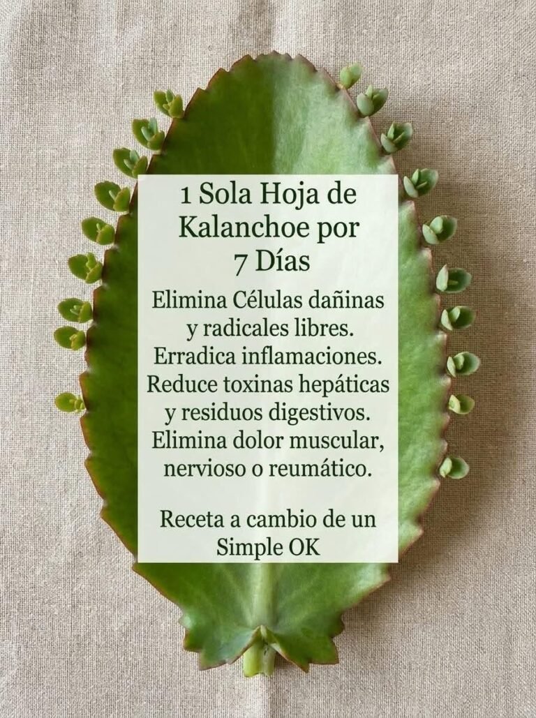 Jugo de Hoja de Kalanchoe – Beneficios y Receta