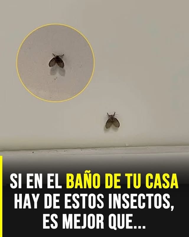 La mosca del baño que aparece en muchos hogares y lo que podría indicar su presencia