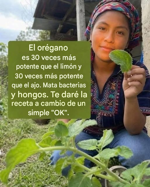 El orégano es 30 veces más potente que el limón y 30 veces más potente que el ajo. Elimina bacterias y hongos. Te doy la receta a cambio de un simple “OK”.